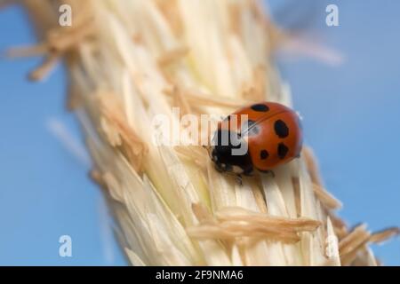 Coccinella undecimpunctata sur la paille Banque D'Images