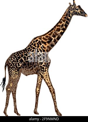 Girafe réaliste isolée sur fond blanc. Animal africain dessiné à la main. Les animaux de Savannah. Illustration de Vecteur