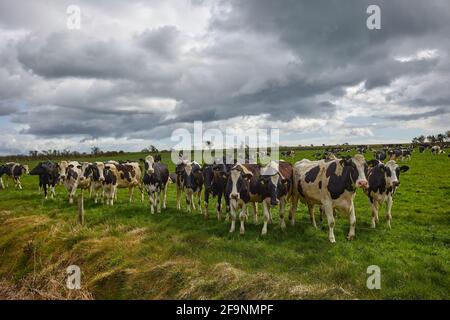 troupeau de vaches regardant à la caméra. Scène rurale irlandaise. Banque D'Images