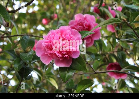 Rose Camellia x Williamsii Camellia hybride. Arbustes à feuilles persistantes qui sont dérivés d'une traversée de Camellia saluenensis avec Camellia japonica. Banque D'Images