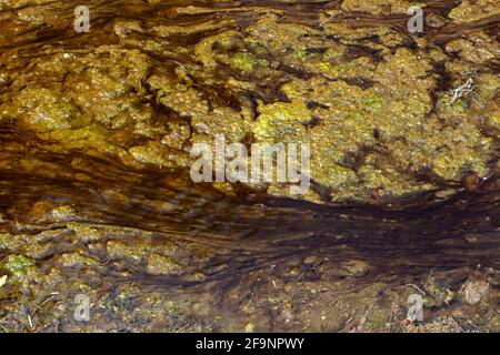 Algues dans un cours d'eau lent, abstrait naturel Banque D'Images