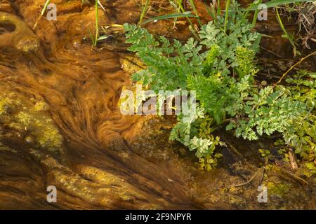 Paysage intime d'algues vertes vives dans un ruisseau lent Banque D'Images