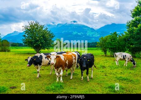 Le troupeau de vaches broutage au Liechtenstein. Banque D'Images