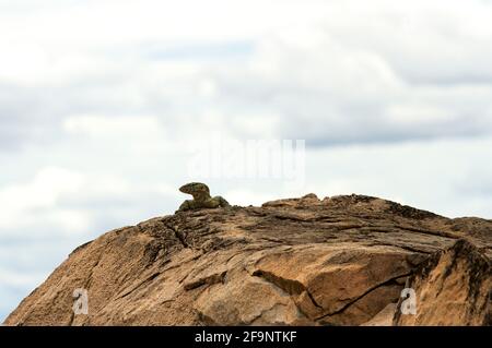 Un grand moniteur de l'eau ou du Nil se prélassez au soleil sur un gros rocher de granit sur les rives de la Grande Ruaha. Banque D'Images