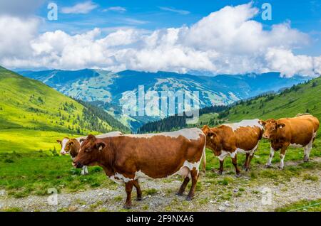 un groupe de vaches broutent de l'herbe sur le pinzgauer Sentier de randonnée de spaziergang dans les alpes près de Zell am See En Autriche Banque D'Images