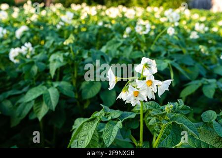 Buissons de pommes de terre fleuries. Fleur de pomme de terre avec fleurs blanches Banque D'Images
