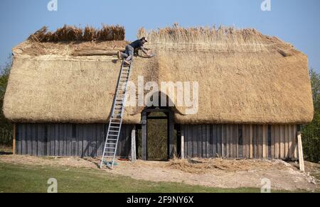 Maître Thatcher Lyle Morgans travaille sur le toit d'une nouvelle salle saxonne à la ferme ancienne Busser dans le Hampshire. Basé sur une maison de hall anglo-saxonne du VIIe siècle située près du village voisin de Chalton, il est construit en utilisant des techniques traditionnelles de charpente et de chaume en bois, en utilisant 3.5 tonnes de chaume de roseau sur le toit. Date de la photo: Mardi 20 avril 2021. Banque D'Images