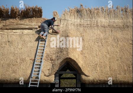 Maître Thatcher Lyle Morgans travaille sur le toit d'une nouvelle salle saxonne à la ferme ancienne Busser dans le Hampshire. Basé sur une maison de hall anglo-saxonne du VIIe siècle située près du village voisin de Chalton, il est construit en utilisant des techniques traditionnelles de charpente et de chaume en bois, en utilisant 3.5 tonnes de chaume de roseau sur le toit. Date de la photo: Mardi 20 avril 2021. Banque D'Images