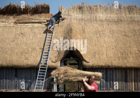 Maître Thatcher Lyle Morgans travaille sur le toit d'une nouvelle salle saxonne à la ferme ancienne Busser dans le Hampshire. Basé sur une maison de hall anglo-saxonne du VIIe siècle située près du village voisin de Chalton, il est construit en utilisant des techniques traditionnelles de charpente et de chaume en bois, en utilisant 3.5 tonnes de chaume de roseau sur le toit. Date de la photo: Mardi 20 avril 2021. Banque D'Images