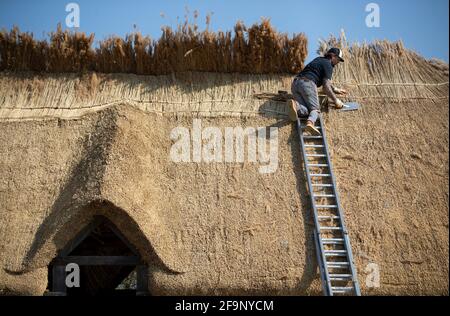 Maître Thatcher Lyle Morgans travaille sur le toit d'une nouvelle salle saxonne à la ferme ancienne Busser dans le Hampshire. Basé sur une maison de hall anglo-saxonne du VIIe siècle située près du village voisin de Chalton, il est construit en utilisant des techniques traditionnelles de charpente et de chaume en bois, en utilisant 3.5 tonnes de chaume de roseau sur le toit. Date de la photo: Mardi 20 avril 2021. Banque D'Images