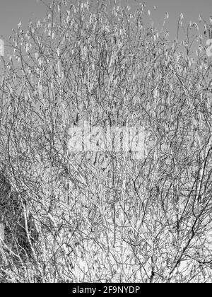 Une impression artistique des branches et des graines de Betula pendula en duotone vu en avril. Banque D'Images