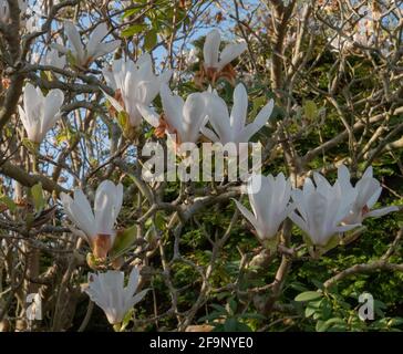 Printemps blanc fleurs de Magnolia avec une touche de rose vu dans un jardin en Angleterre, Royaume-Uni en avril 2021. Banque D'Images