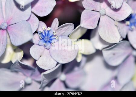 Gros plan sur la fleur d'hortensia. Couleurs vives Banque D'Images