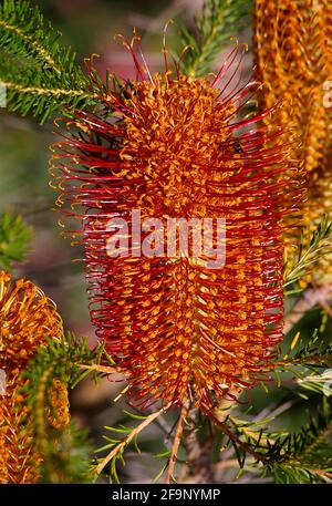 Pointe de fleurs presque entièrement ouverte Heath banksia (Banksia ericifolia, lanterne banksia). Fleur verticale rouge et orange dans un jardin australien privé. Banque D'Images