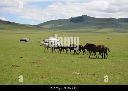 Un troupeau de chevaux dans un authentique camp de dger nomades sur les steppes de la région de la vallée d'Orkhon en Mongolie, en Asie centrale. Banque D'Images