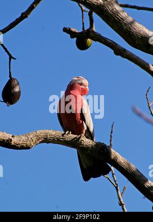 A Galah (Eolophus roseicapillus), blason à la poitrine. Percement de perroquets colorés et bruyants dans un arbre d'avocat, Queensland, Australie. Ciel bleu. Banque D'Images