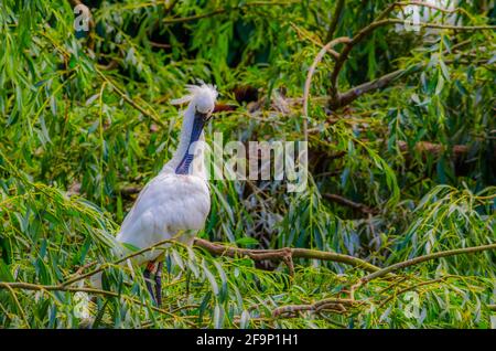 Spatule blanche Platalea leucorodia Banque D'Images