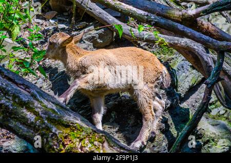 Le mouflon à manchettes (Ammotragus lervia) Banque D'Images