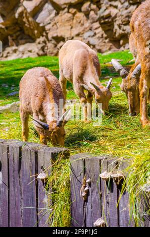 Le mouflon à manchettes (Ammotragus lervia) Banque D'Images