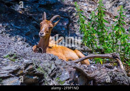 Le mouflon à manchettes (Ammotragus lervia) Banque D'Images