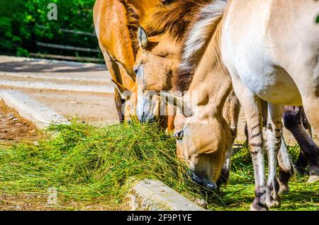 Cheval de Przewalski (Equus ferus przewalskii) sur une prairie en train de manger Banque D'Images