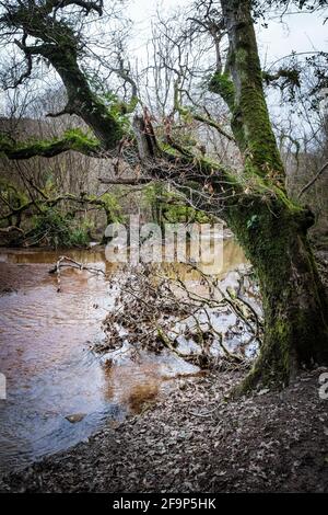 Une rivière qui coule à travers les forêts atmosphériques de Metha Woods dans la vallée de Lappa, près de St Newlyn East, dans les Cornouailles. Banque D'Images