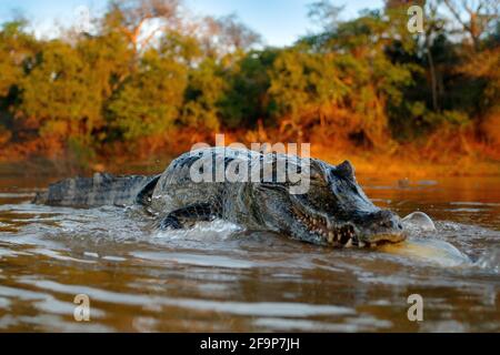 Le crocodile capture le poisson dans l'eau de la rivière, lumière du soir. Yacare Caiman, crocodile avec piranha en museau ouvert avec de grandes dents, Pantanal, Bolivie. Détail avec Banque D'Images