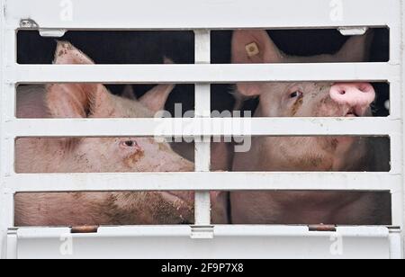 19 avril 2021, Brandebourg, Letschin: Des porcs d'engraissement sont vus dans un camion pour le transport à l'abattoir. Photo: Patrick Pleul/dpa-Zentralbild/ZB Banque D'Images