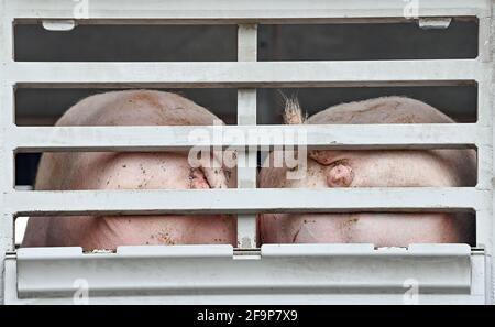 19 avril 2021, Brandebourg, Letschin: Les extrémités arrière des porcs d'engraissement sont vues dans un camion pour le transport à l'abattoir. Photo: Patrick Pleul/dpa-Zentralbild/ZB Banque D'Images