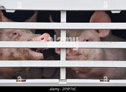 19 avril 2021, Brandebourg, Letschin: Des porcs d'engraissement sont vus dans un camion pour le transport à l'abattoir. Photo: Patrick Pleul/dpa-Zentralbild/ZB Banque D'Images