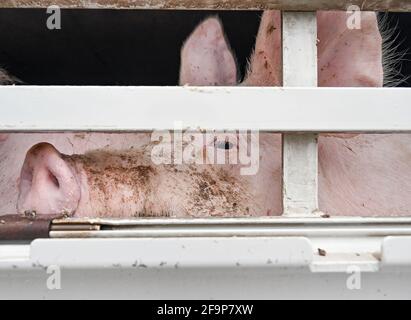19 avril 2021, Brandebourg, Letschin: Des porcs d'engraissement sont vus dans un camion pour le transport à l'abattoir. Photo: Patrick Pleul/dpa-Zentralbild/ZB Banque D'Images