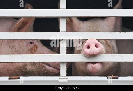 19 avril 2021, Brandebourg, Letschin: Des porcs d'engraissement sont vus dans un camion pour le transport à l'abattoir. Photo: Patrick Pleul/dpa-Zentralbild/ZB Banque D'Images