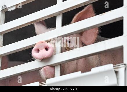 19 avril 2021, Brandebourg, Letschin: Des porcs d'engraissement sont vus dans un camion pour le transport à l'abattoir. Photo: Patrick Pleul/dpa-Zentralbild/ZB Banque D'Images