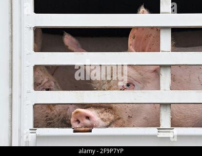 19 avril 2021, Brandebourg, Letschin: Des porcs d'engraissement sont vus dans un camion pour le transport à l'abattoir. Photo: Patrick Pleul/dpa-Zentralbild/ZB Banque D'Images