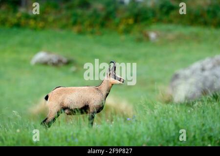 Chamois, Rupicapra rupicapra, dans l'herbe verte, roche grise en arrière-plan, Gran Paradiso, Italie. Animal corné dans l'Alp. Scène sauvage de la nature. Banque D'Images