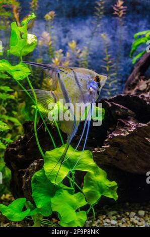 Poissons angéliques péruviens en isotope artificiel Banque D'Images