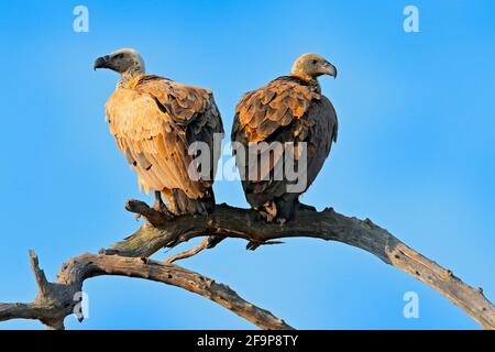 Vautour du cap griffon, coprothéères des Gyps, deux oiseaux de proie assis sur la branche de l'arbre avec un ciel bleu. Scène sauvage de la nature, delta d'Okavango, Moremi Banque D'Images