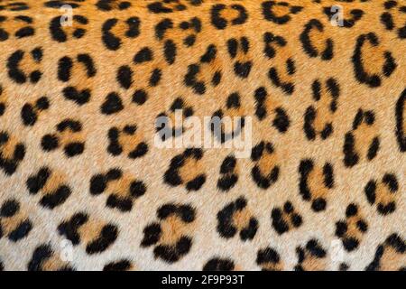 Manteau de fourrure léopard détail à pois, gros plan portrait de chat sauvage, Etosha NP, Namibie en Afrique. Scène sauvage de nature africaine. Banque D'Images