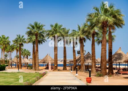 Palmiers sur Sunny Beach dans un complexe tropical Banque D'Images