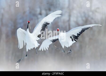 Paire de grues à couronne rouge avec ailes ouvertes, hiver Hokkaido, Japon. Danse enneigée dans la nature. La cour de beaux grands oiseaux blancs dans la neige. Un Banque D'Images