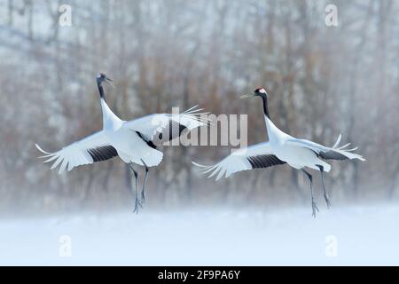 Paire de grues à couronne rouge avec ailes ouvertes, hiver Hokkaido, Japon. Danse enneigée dans la nature. La cour de beaux grands oiseaux blancs dans la neige. Un Banque D'Images