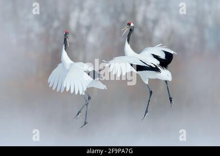 Paire de grues à couronne rouge avec ailes ouvertes, hiver Hokkaido, Japon. Danse enneigée dans la nature. La cour de beaux grands oiseaux blancs dans la neige. Un Banque D'Images