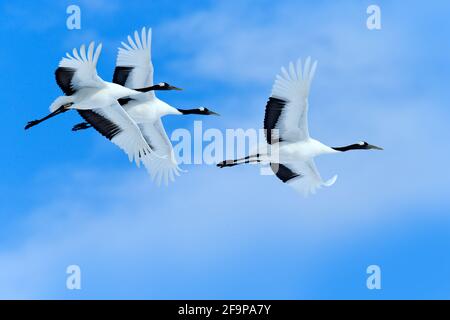 Trois oiseaux sur le ciel. Oiseaux blancs volants grues à couronne rouge, Grus japonensis, avec ailes ouvertes, ciel bleu avec nuages blancs en arrière-plan, Hokkaido, J Banque D'Images