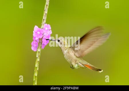 Coquette touffée, colibri coloré avec crête d'orange et col dans l'habitat de fleurs vertes et violettes. Oiseau volant à côté de fleur rose, GRE clair Banque D'Images