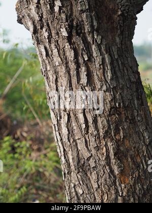 Azadirachta indica, arbre de néem siamois, NIM , Margosa, Quinine Bark tronc arbre surface rugueuse texture de fond nature plante Banque D'Images