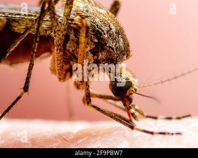 Piqûre de moustique infectée par le virus Zika. Leishmaniose, encéphalite, fièvre jaune, dengue, maladie du paludisme, Mayaro ou virus Zika Culex infectieux Mosquitoe Paras Banque D'Images