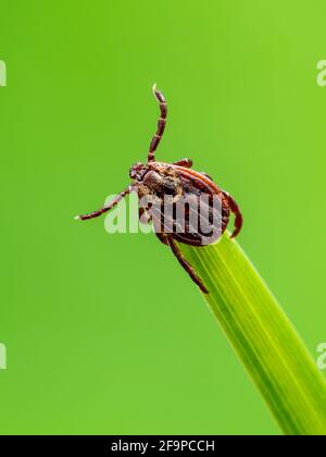 Encéphalite tiques insectes rampant sur l'herbe verte. Virus de l'encéphalite ou maladie de Lyme Borreliose Dermacentor infectieux parasite de Tick arachnide Macro. Banque D'Images