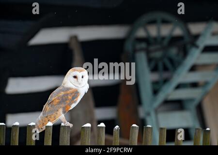 Hibou de la grange assis sur une clôture en bois devant le chalet de campagne, oiseau dans l'habitat urbain, brouette sur le mur, République tchèque. Hiver sauvage et neige wi Banque D'Images