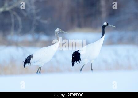 Paire de grues à couronne rouge avec, à blizzard, Hokkaido, Japon. Couple de magnifiques oiseaux, scène de la faune de la nature. Banque D'Images