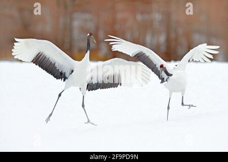 Paire de grues à couronne rouge avec aile ouverte en vol, avec tempête de neige, Hokkaido, Japon. Oiseau en vol, scène d'hiver avec neige. Danse de la neige à natur Banque D'Images